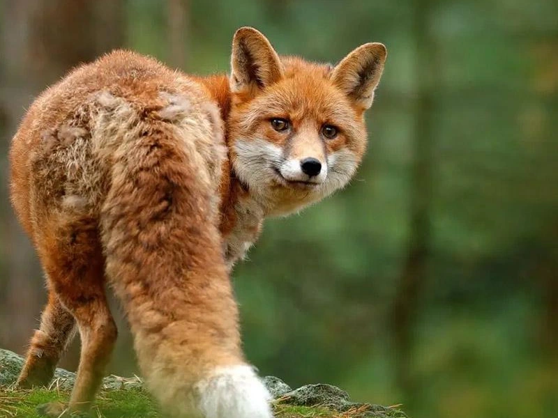 حیوانات به عربی